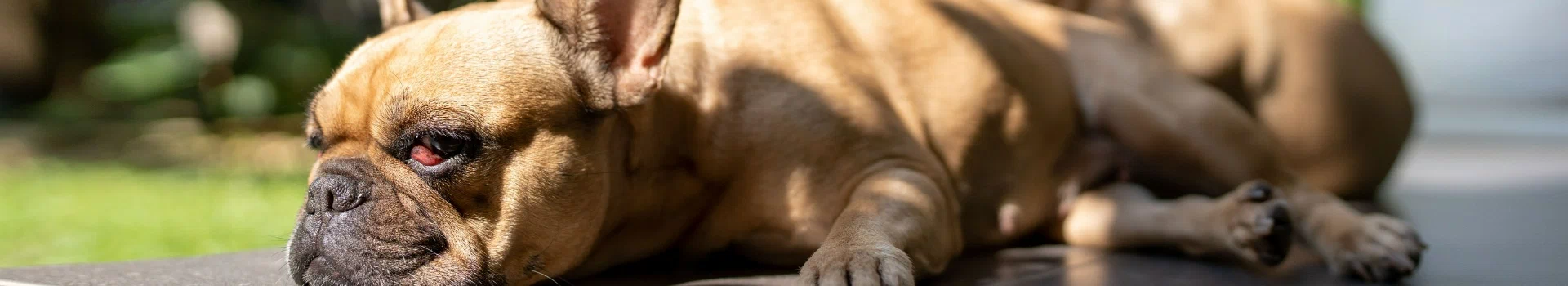 brązowy pies z wystawionym językiem